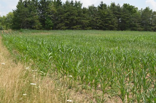 Property photo 16 - 51.5 Acres Offered in 5 tracts, 2 Farm Sites